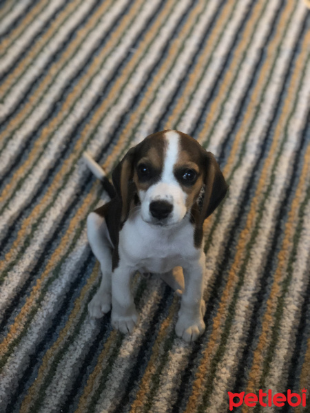 Beagle, Köpek  Bony fotoğrafı