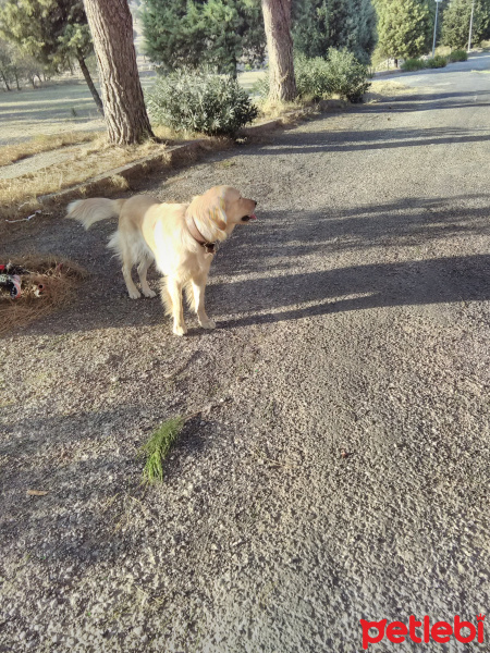 Golden Retriever, Köpek  Bambam fotoğrafı