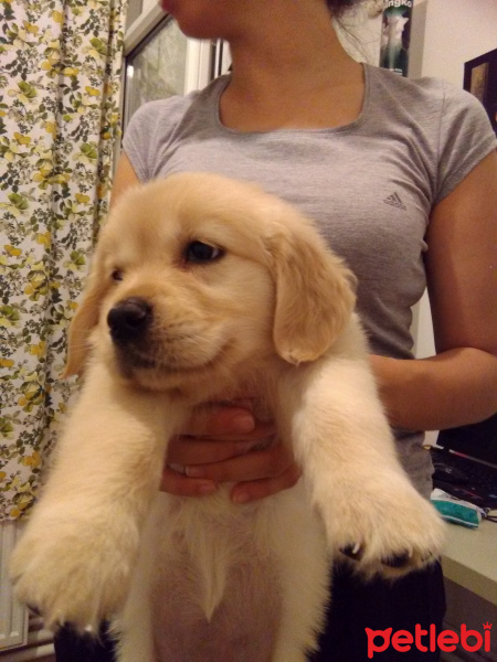 Golden Retriever, Köpek  Bambam fotoğrafı