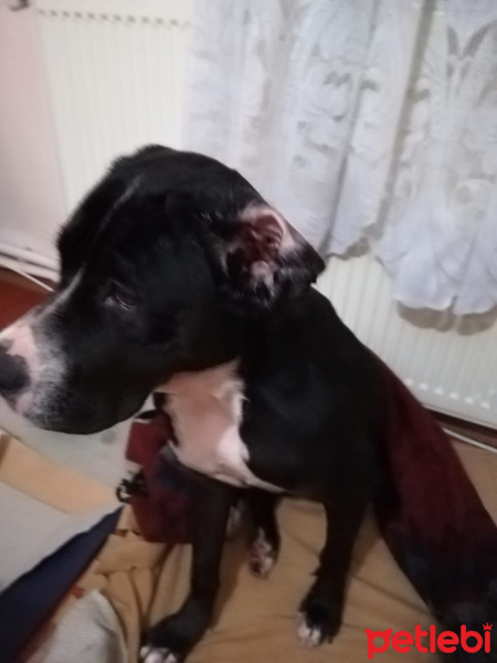 Staffordshire Bull Terrier, Köpek  Gece fotoğrafı