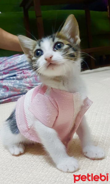 Tekir Kedi, Kedi  Agnes fotoğrafı