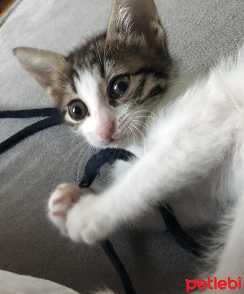 Tekir Kedi, Kedi  Agnes fotoğrafı