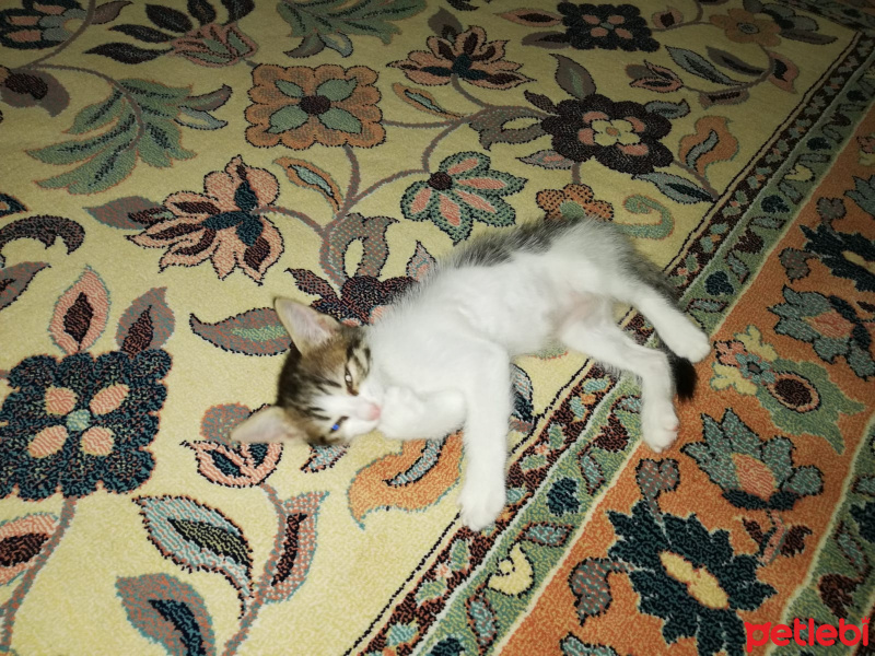 Tekir Kedi, Kedi  Agnes fotoğrafı