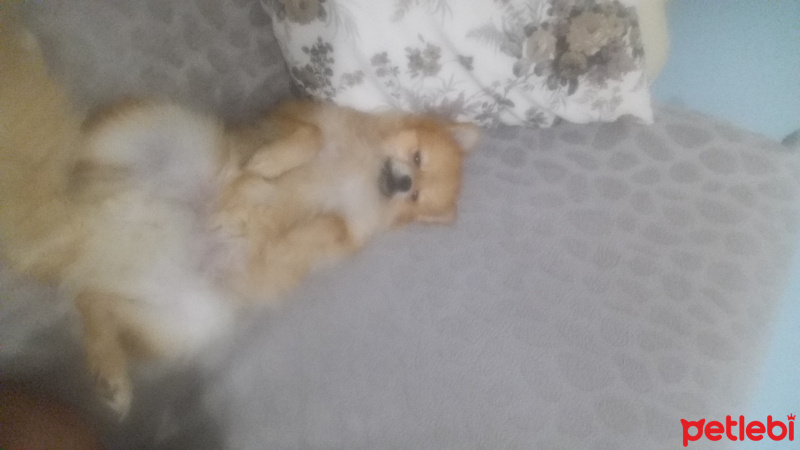 Pomeranyalı, Köpek  Sehzade fotoğrafı