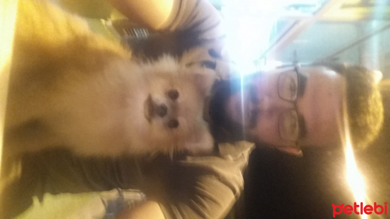 Pomeranyalı, Köpek  Sehzade fotoğrafı