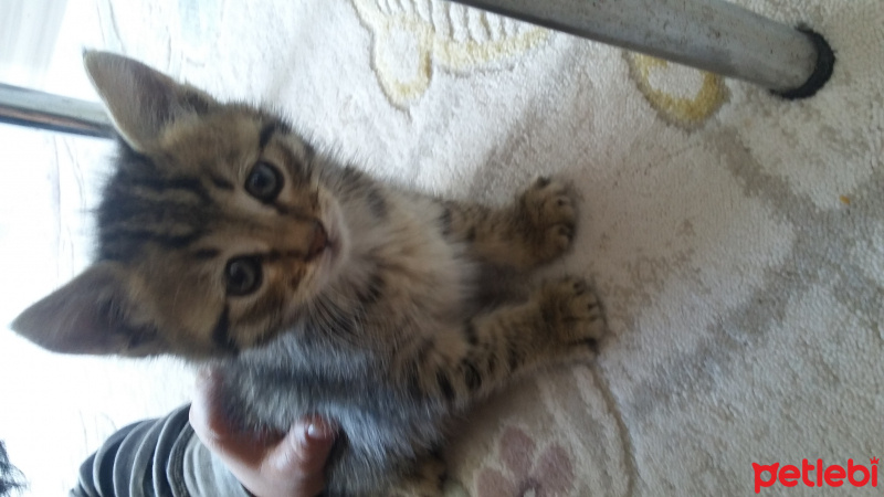 Ankara Kedisi, Kedi  Petlas fotoğrafı