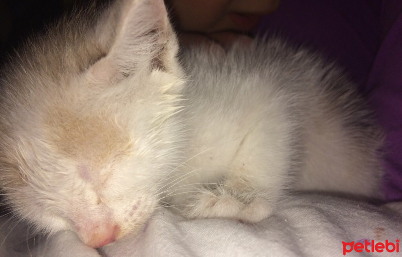 Tekir Kedi, Kedi  Podos fotoğrafı