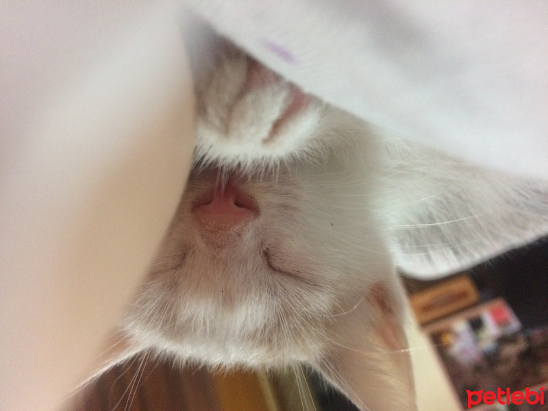 Tekir Kedi, Kedi  Podos fotoğrafı