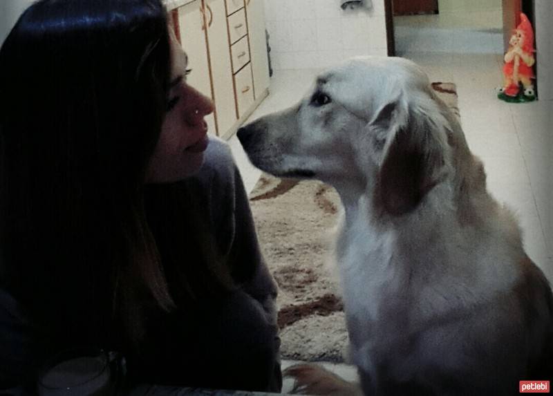 Golden Retriever, Köpek  Mina fotoğrafı