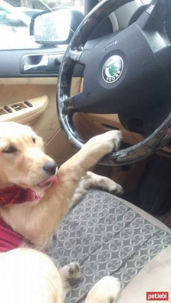 Golden Retriever, Köpek  Mina fotoğrafı