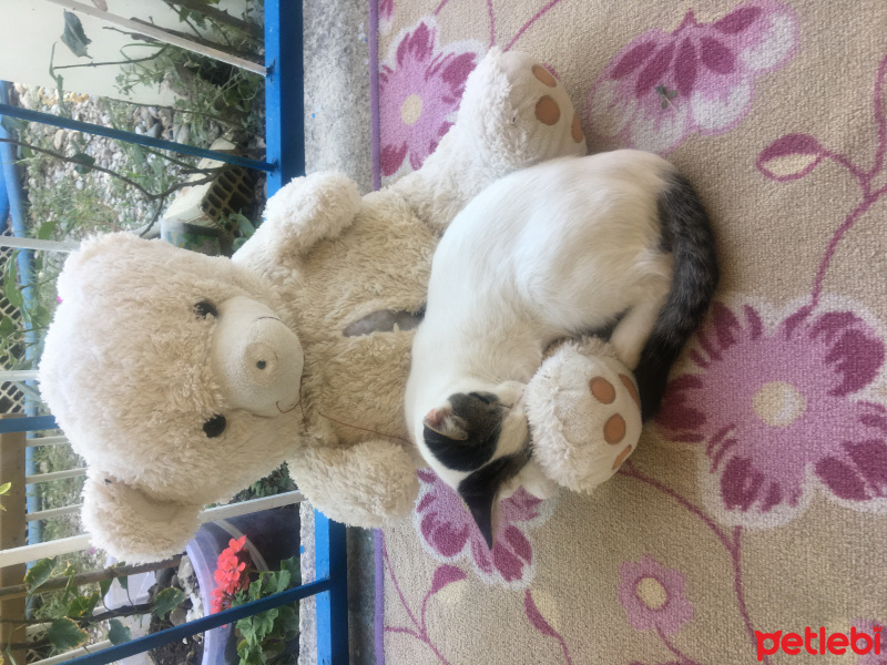 Tekir Kedi, Kedi  Pamuk fotoğrafı