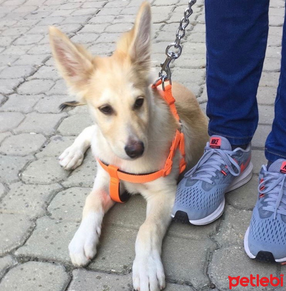 Akita İnu, Köpek  Nohut fotoğrafı