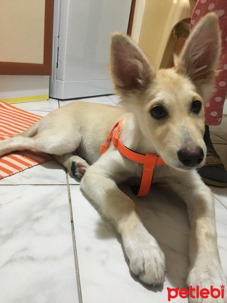 Akita İnu, Köpek  Nohut fotoğrafı