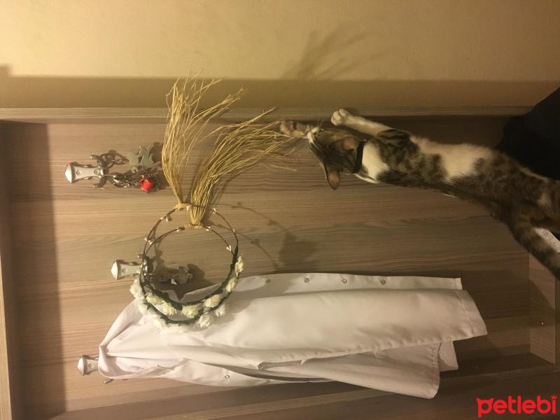 Tekir Kedi, Kedi  Pakito fotoğrafı