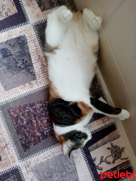 Tekir Kedi, Kedi  Cırga (Moke) fotoğrafı