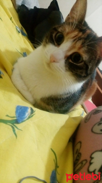 Tekir Kedi, Kedi  Cırga (Moke) fotoğrafı