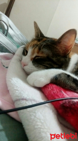 Tekir Kedi, Kedi  Cırga (Moke) fotoğrafı