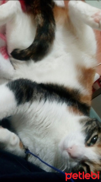 Tekir Kedi, Kedi  Cırga (Moke) fotoğrafı
