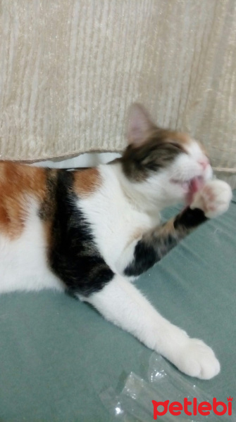 Tekir Kedi, Kedi  Cırga (Moke) fotoğrafı