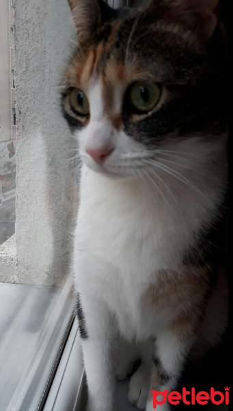 Tekir Kedi, Kedi  Cırga (Moke) fotoğrafı