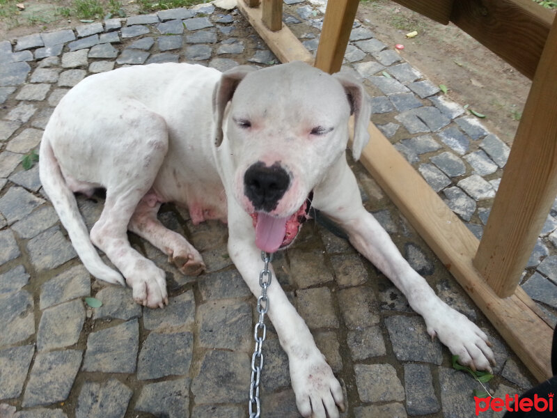 Dogo Arjantin, Köpek  Balkız fotoğrafı