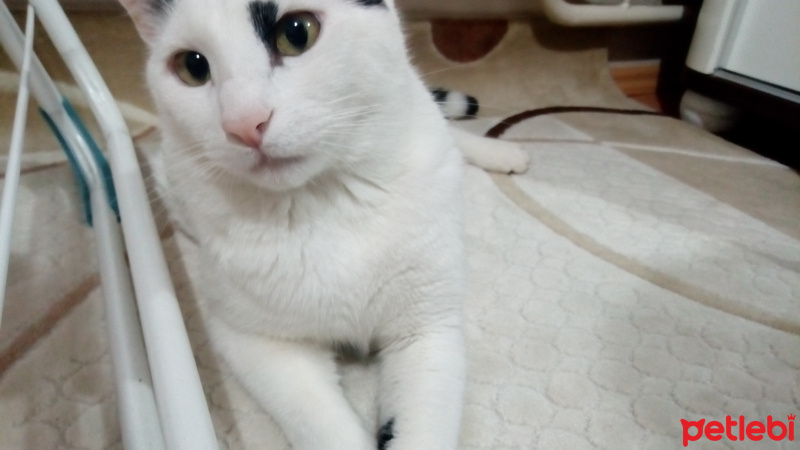 Tekir Kedi, Kedi  Meyan (Poke) fotoğrafı