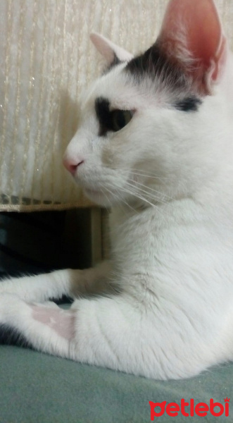 Tekir Kedi, Kedi  Meyan (Poke) fotoğrafı