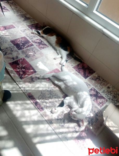Tekir Kedi, Kedi  Meyan (Poke) fotoğrafı