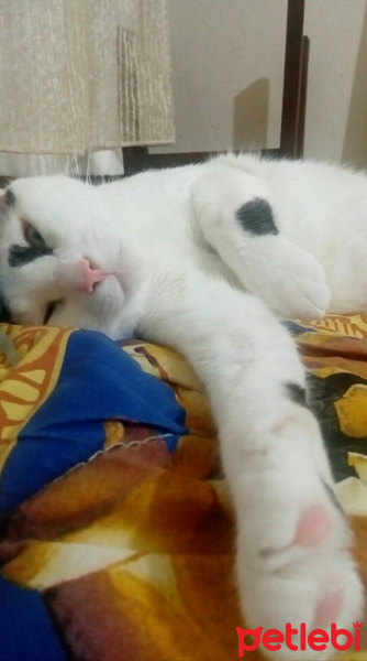 Tekir Kedi, Kedi  Meyan (Poke) fotoğrafı