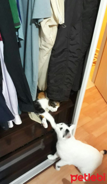 Tekir Kedi, Kedi  Meyan (Poke) fotoğrafı