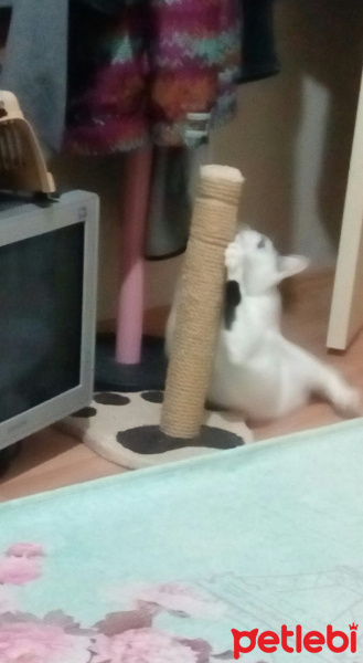 Tekir Kedi, Kedi  Meyan (Poke) fotoğrafı