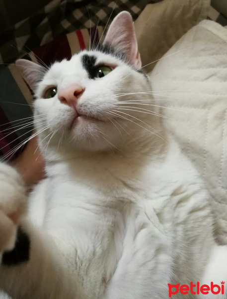 Tekir Kedi, Kedi  Meyan (Poke) fotoğrafı