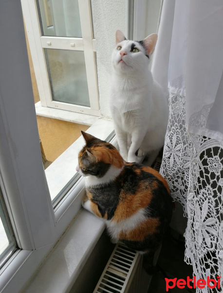 Tekir Kedi, Kedi  Meyan (Poke) fotoğrafı