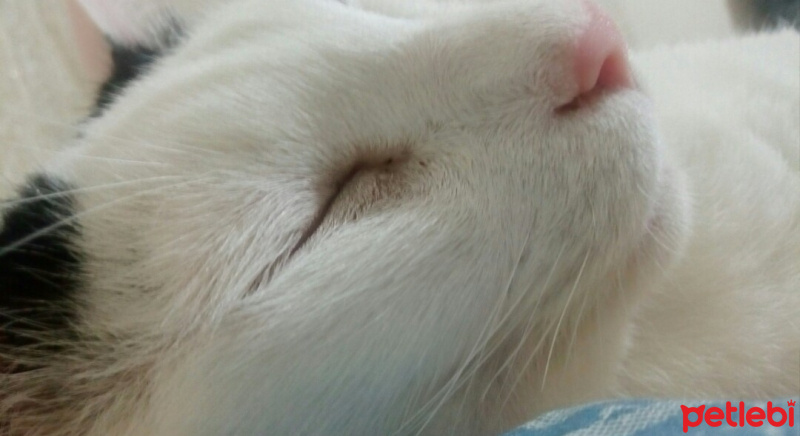 Tekir Kedi, Kedi  Meyan (Poke) fotoğrafı