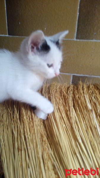 Tekir Kedi, Kedi  Meyan (Poke) fotoğrafı