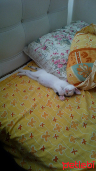 Tekir Kedi, Kedi  Meyan (Poke) fotoğrafı