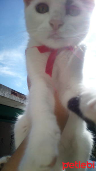 Tekir Kedi, Kedi  Meyan (Poke) fotoğrafı