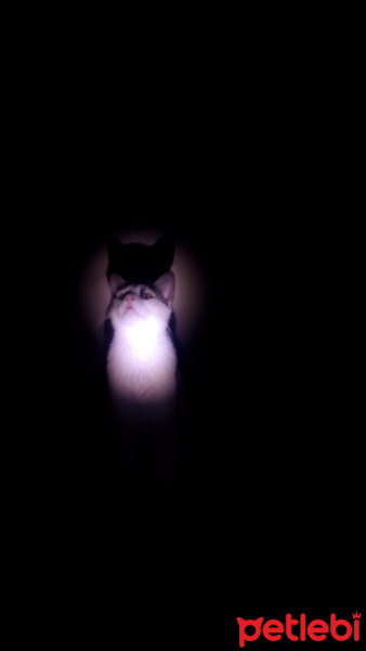 Tekir Kedi, Kedi  Meyan (Poke) fotoğrafı