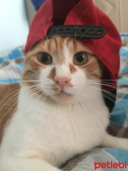 Sarman, Kedi  tomi fotoğrafı