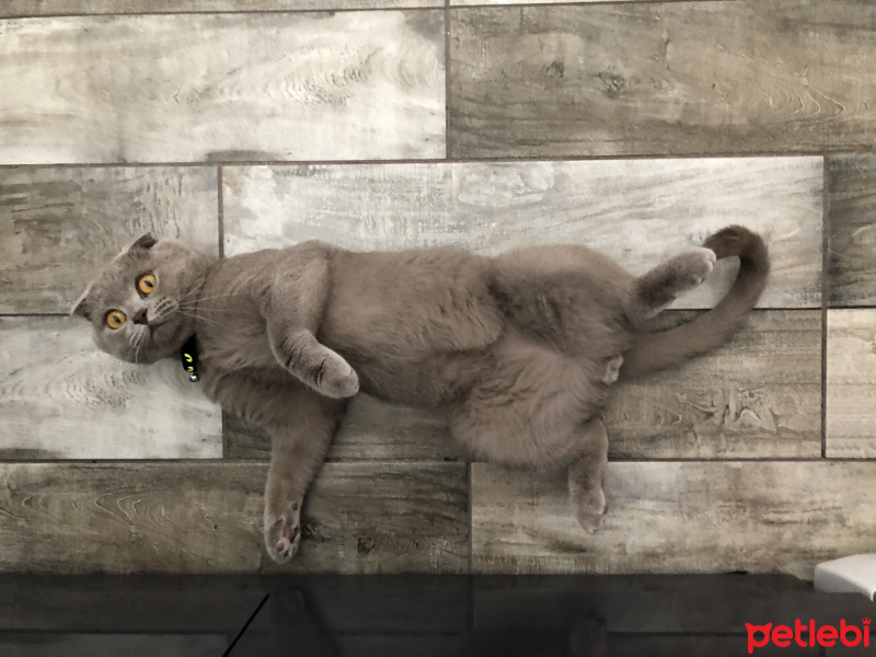 Scottish Fold, Kedi  Bal fotoğrafı
