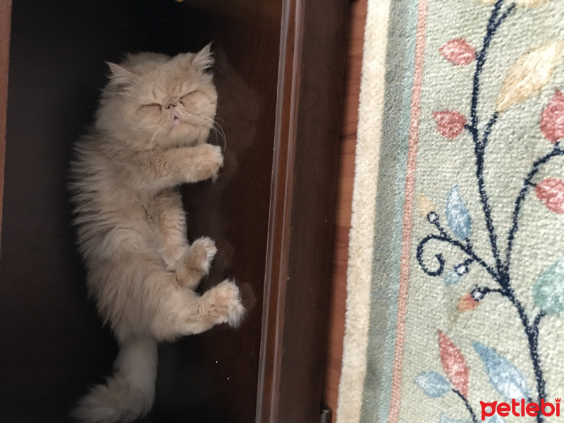 İran Kedisi (Persian), Kedi  Tarçın fotoğrafı