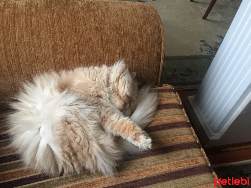 İran Kedisi (Persian), Kedi  Tarçın fotoğrafı