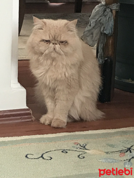 İran Kedisi (Persian), Kedi  Tarçın fotoğrafı