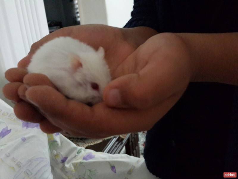 Hamster, Kemirgen  Mickey fotoğrafı