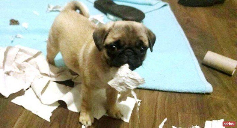 Pug, Köpek  tofaş fotoğrafı