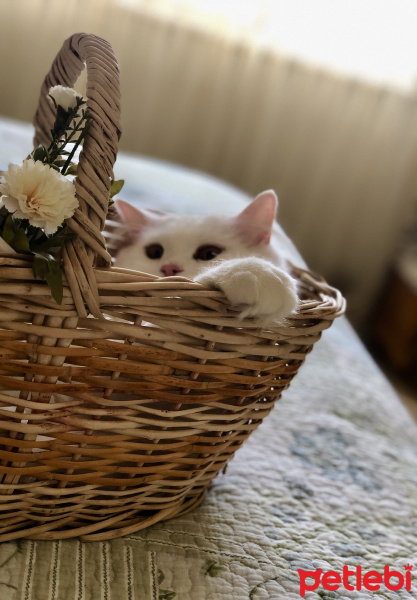 Scottish Fold, Kedi  Asya fotoğrafı
