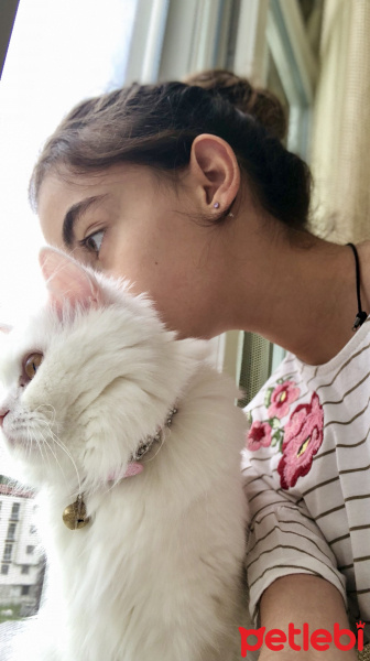 Scottish Fold, Kedi  Asya fotoğrafı