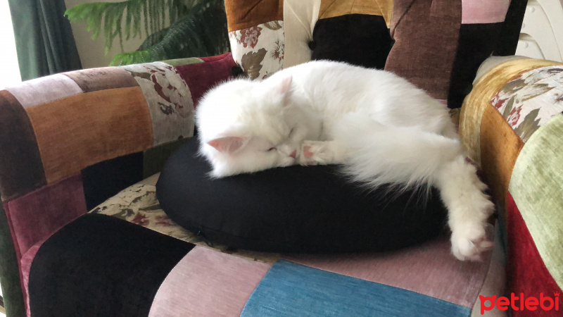 Scottish Fold, Kedi  Asya fotoğrafı