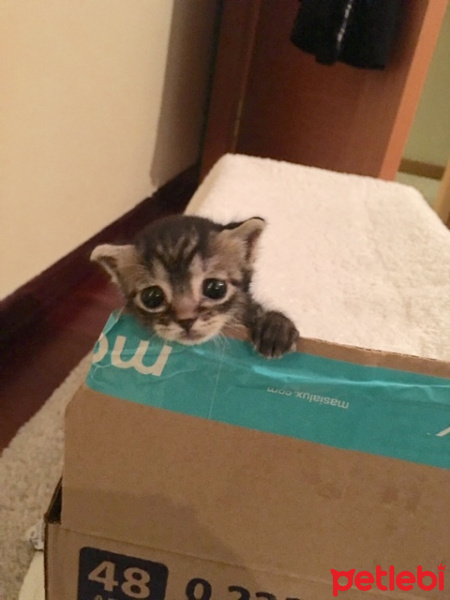 Tekir Kedi, Kedi  Ceviz fotoğrafı