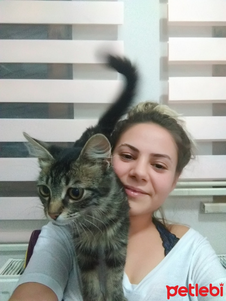Tekir Kedi, Kedi  Faysel fotoğrafı